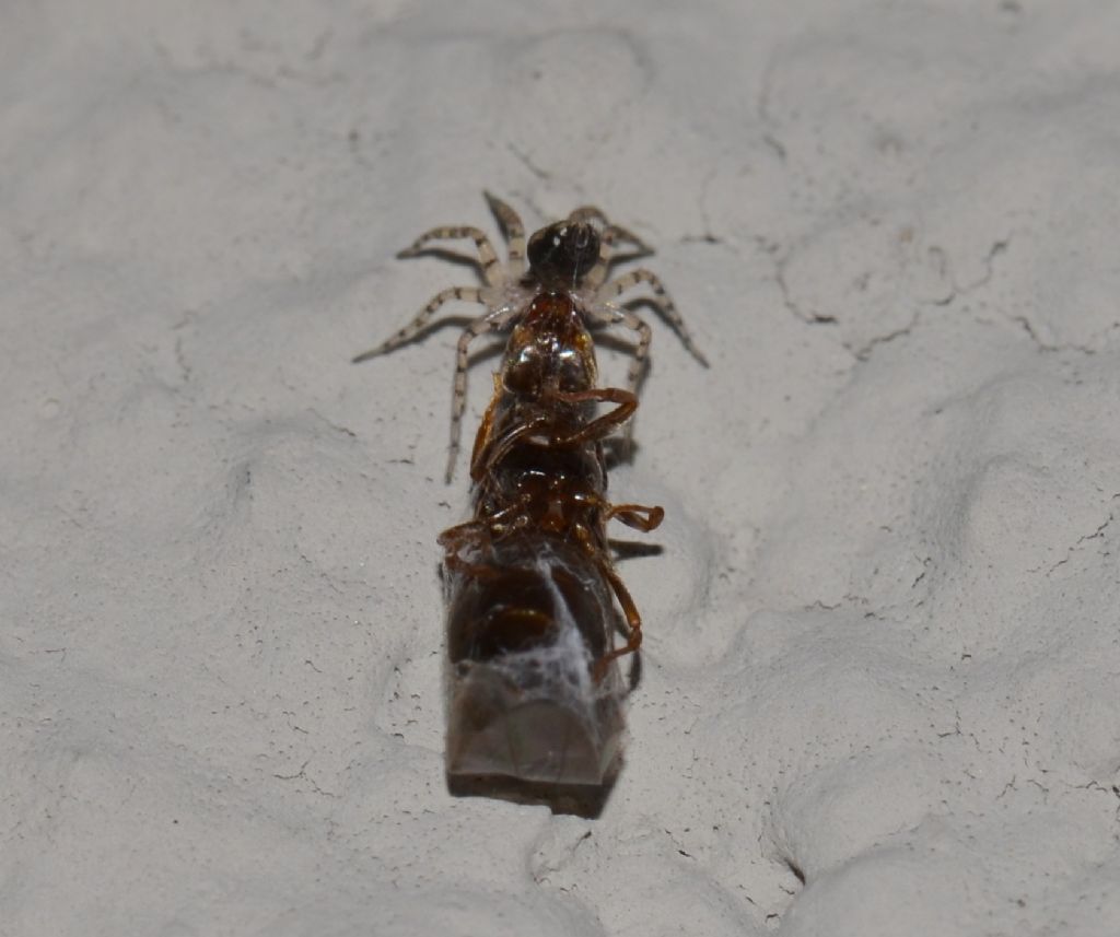 Lasius sp. predata da ragno